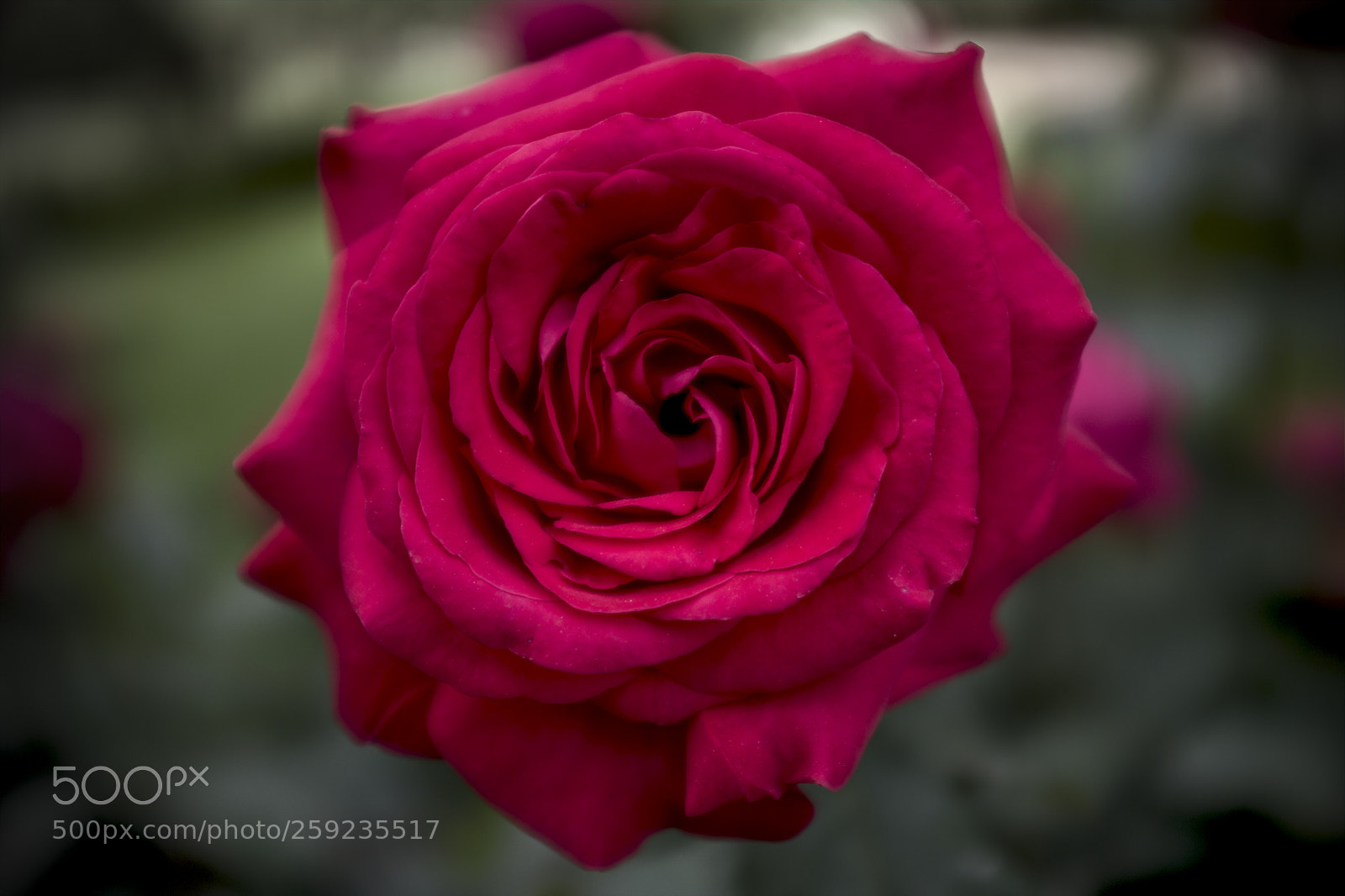 Fujifilm X100F sample photo. Rose photography