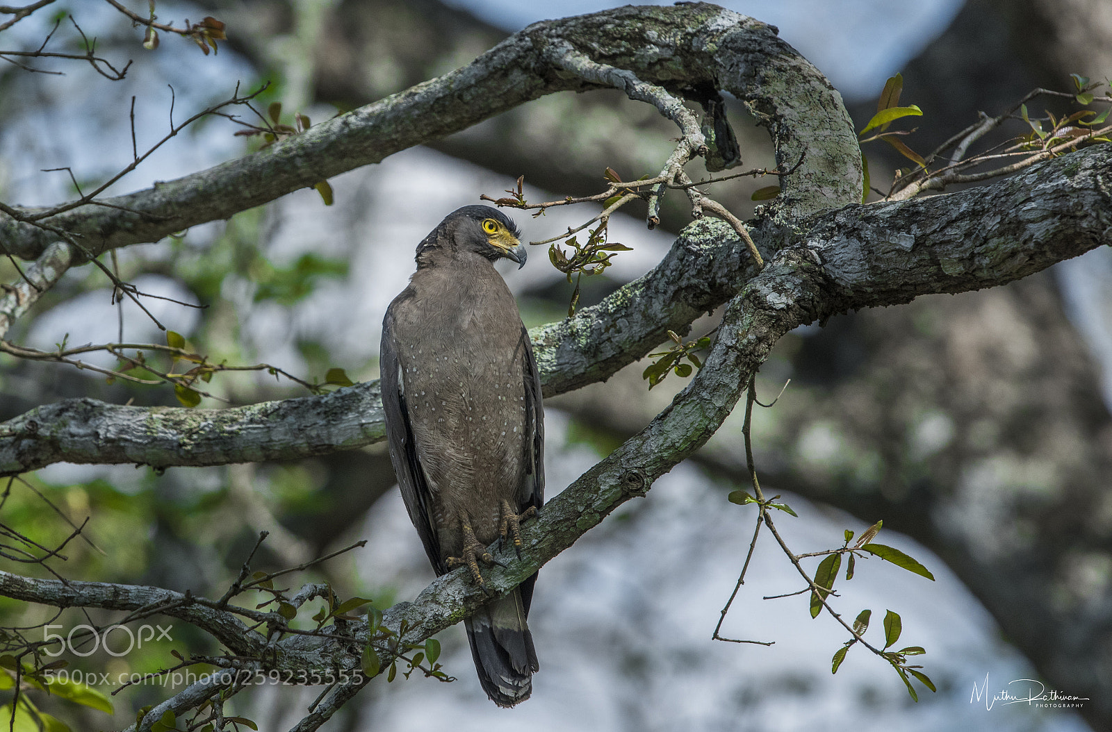 Nikon D750 sample photo. Bird photography