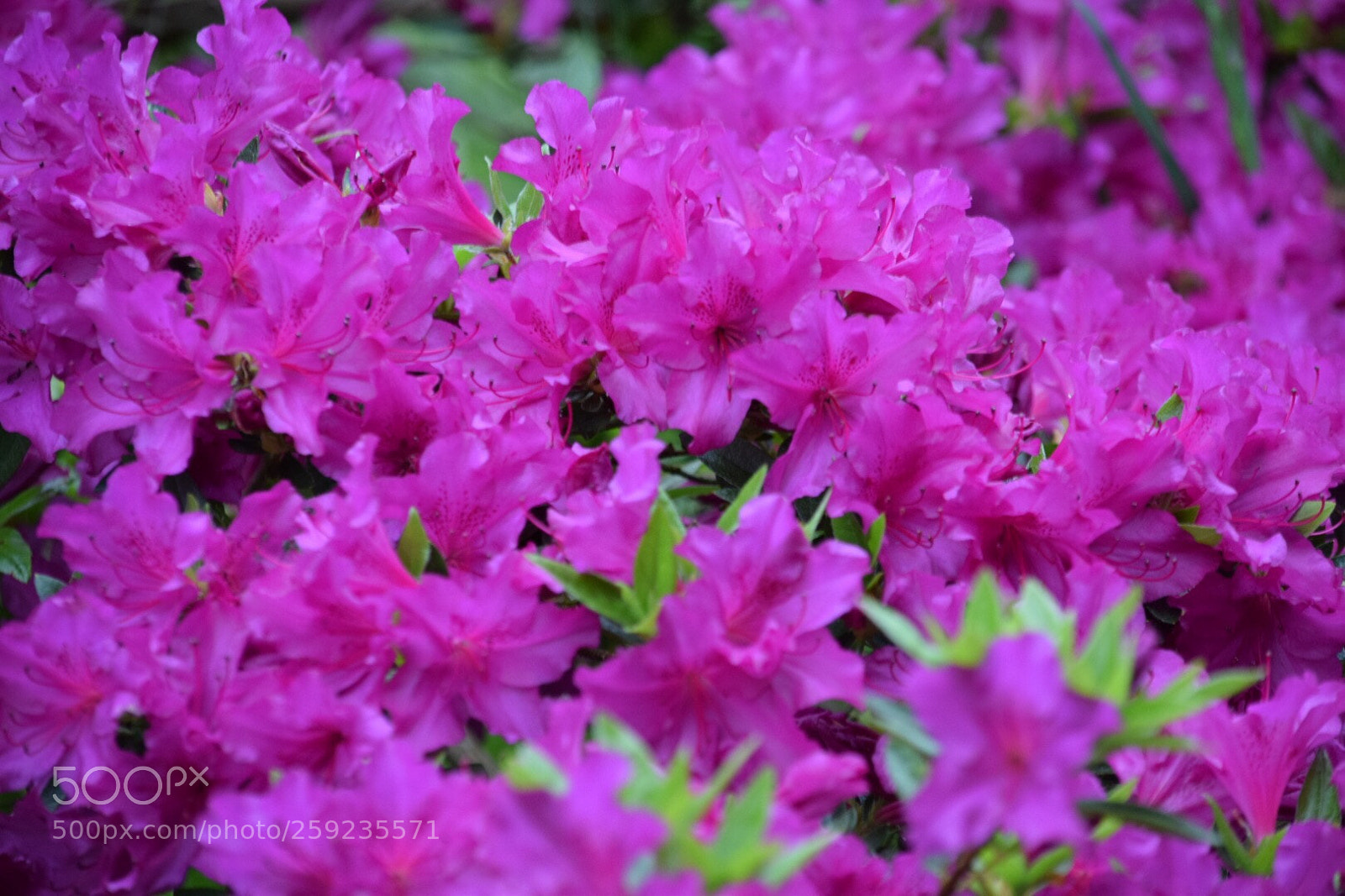Nikon D5300 sample photo. Untitled photography