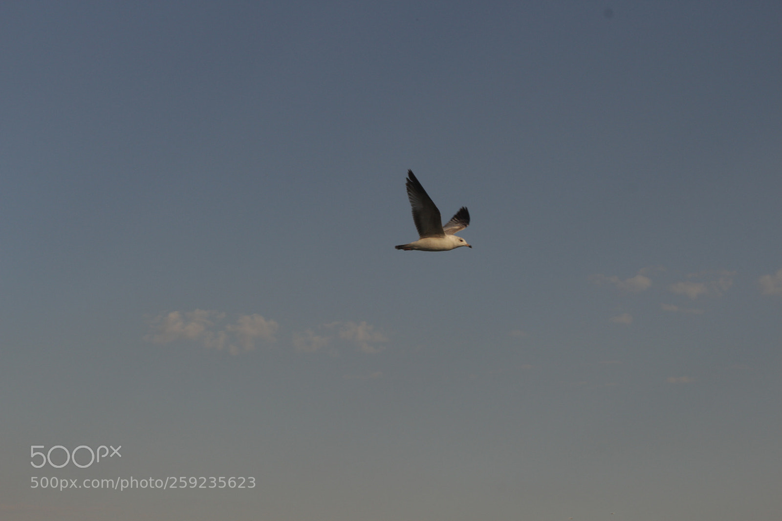 Canon EOS 700D (EOS Rebel T5i / EOS Kiss X7i) sample photo. Y al volar photography