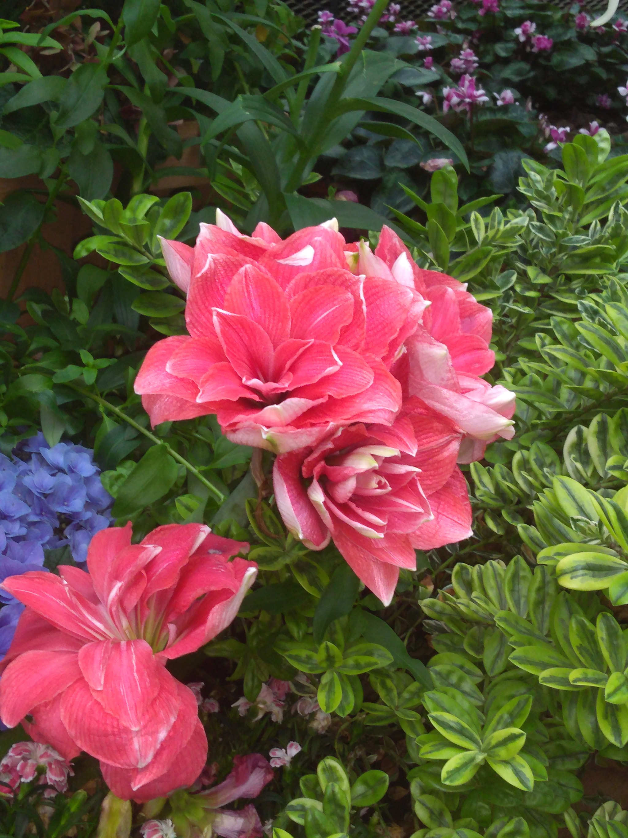 Motorola Moto G (5S) Plus sample photo
