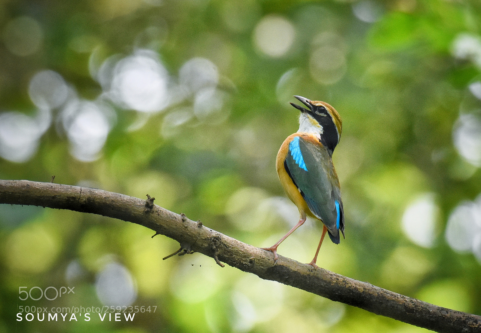 Nikon D7200 sample photo. Monsoon calling photography