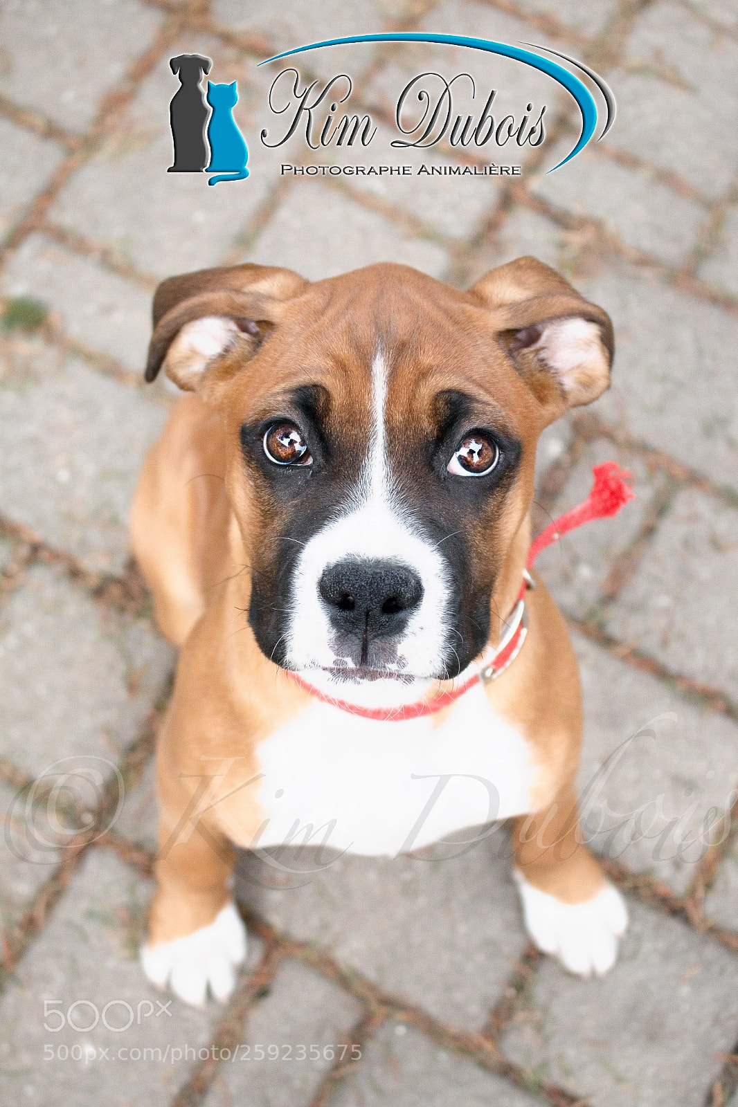 Canon EOS 70D sample photo. Puppy ! photography