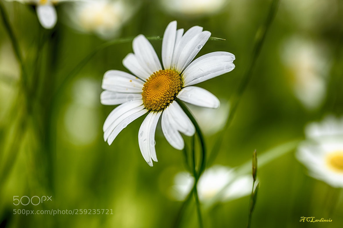 Canon EOS 5D Mark IV sample photo. Coeur jaune photography