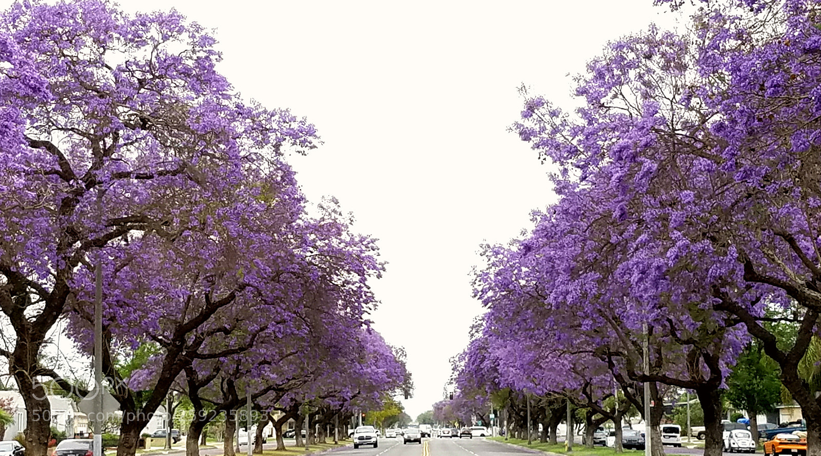 Samsung Galaxy S7 sample photo. Jacaranda photography