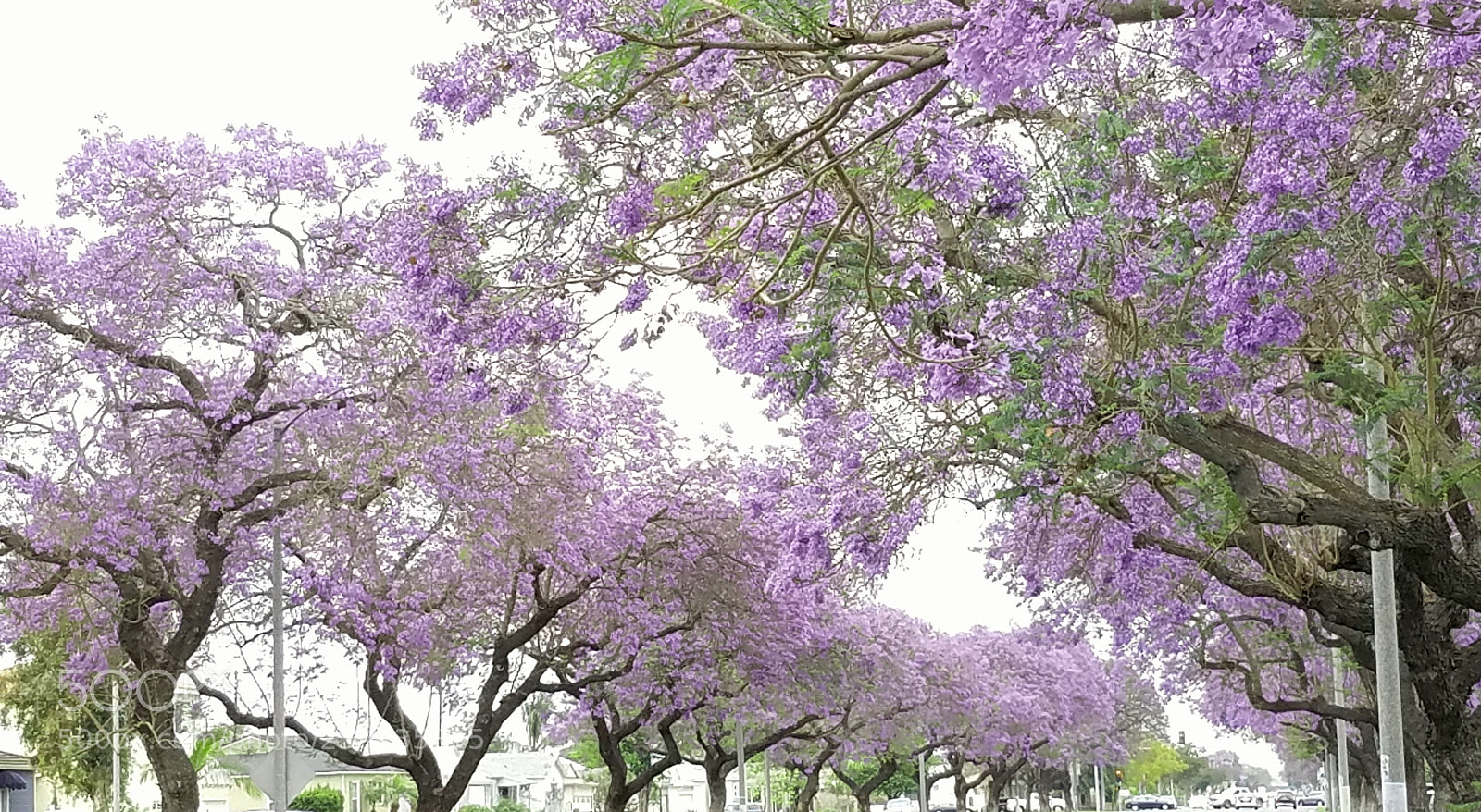 Samsung Galaxy S7 sample photo. Jacaranda photography