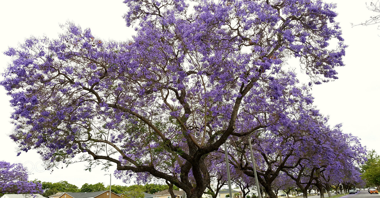 Samsung Galaxy S7 sample photo. Jacaranda photography