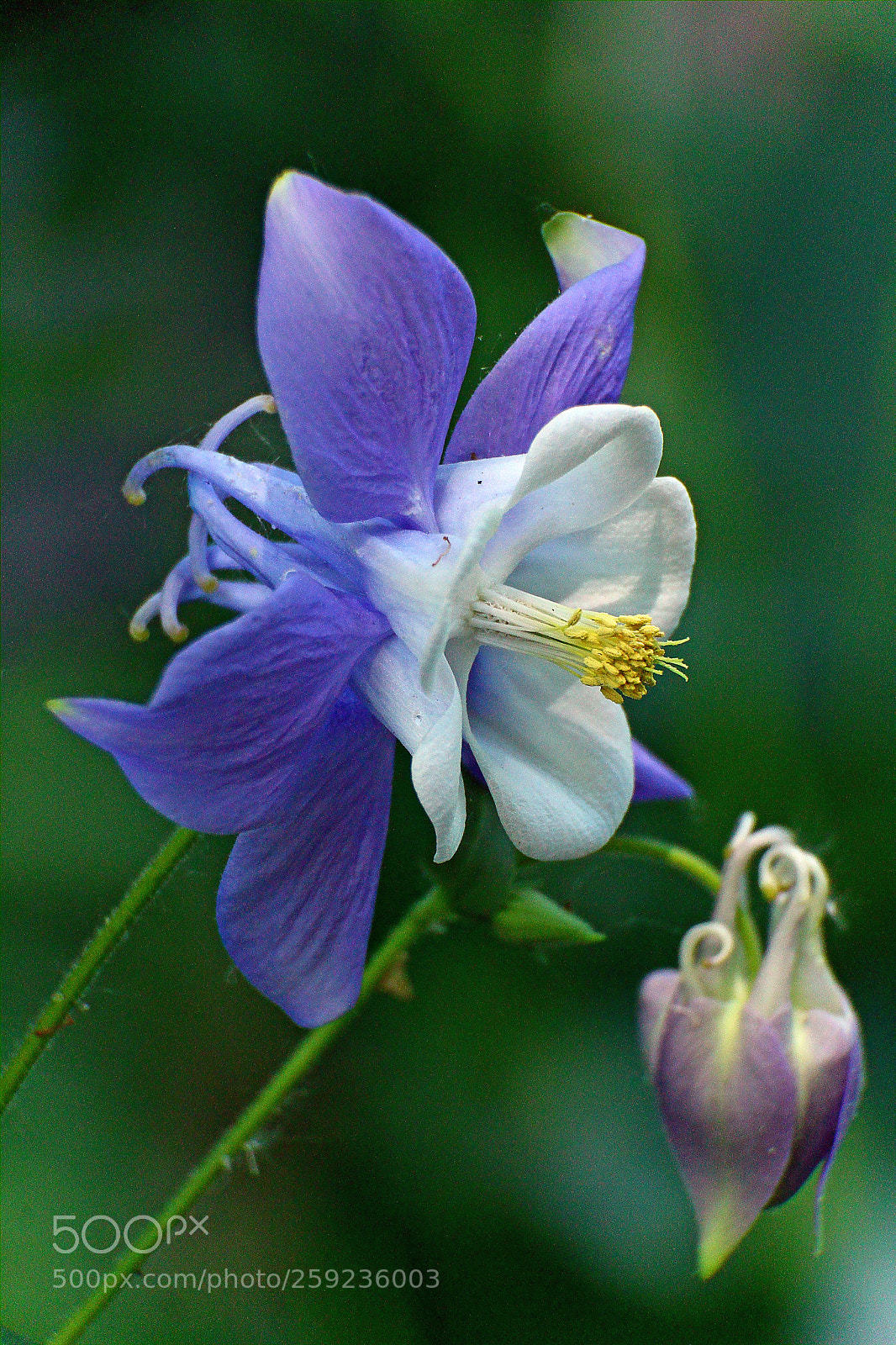 Canon EOS 600D (Rebel EOS T3i / EOS Kiss X5) sample photo. Aquilegia caerulea - colorado photography