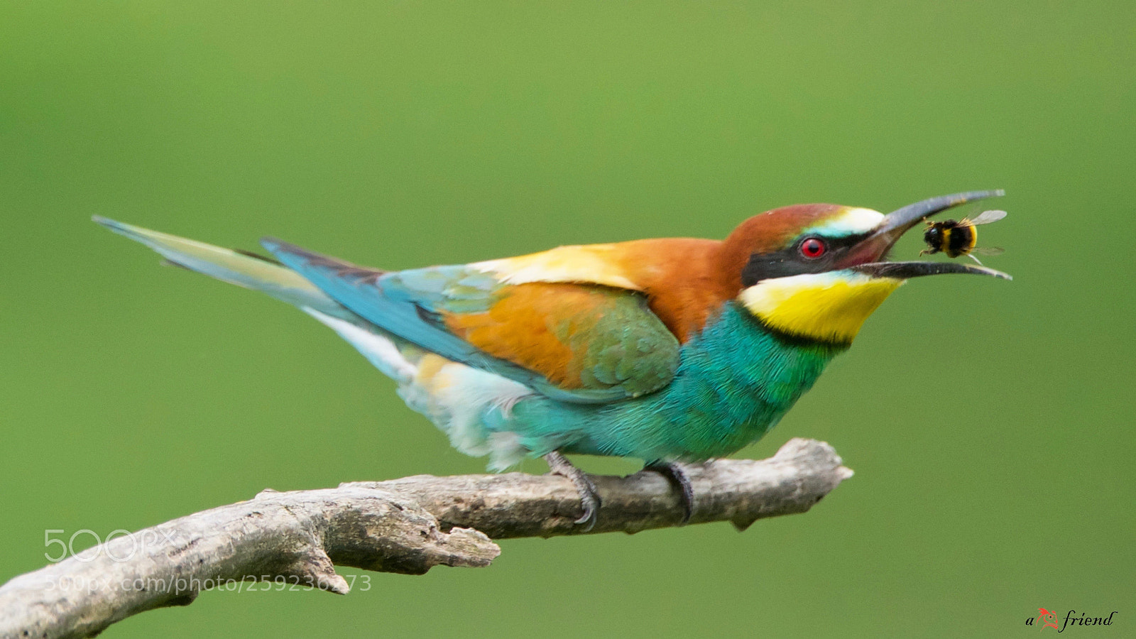 Sony ILCA-77M2 sample photo. (bumble)bee-eater in action ... photography