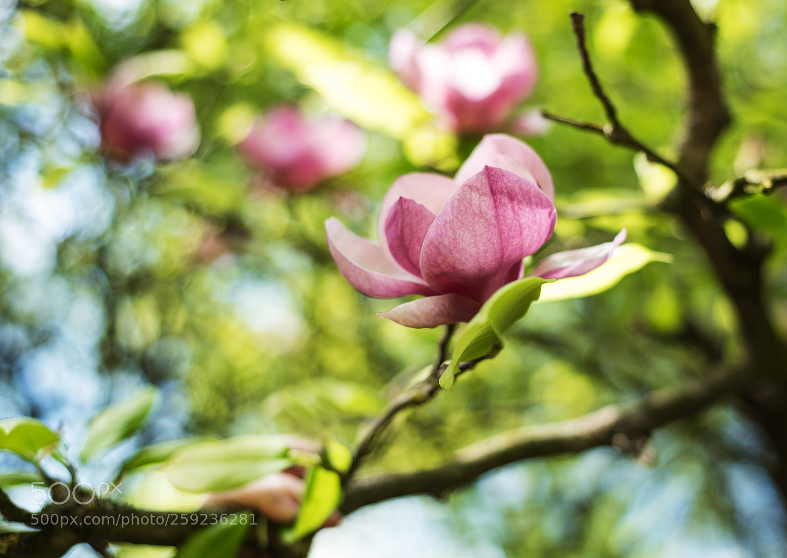 Nikon D750 sample photo. Spring magnolia flowers photography