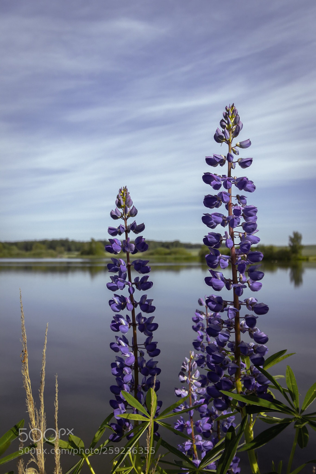 Canon EOS 80D sample photo. Violet wildflowers photography