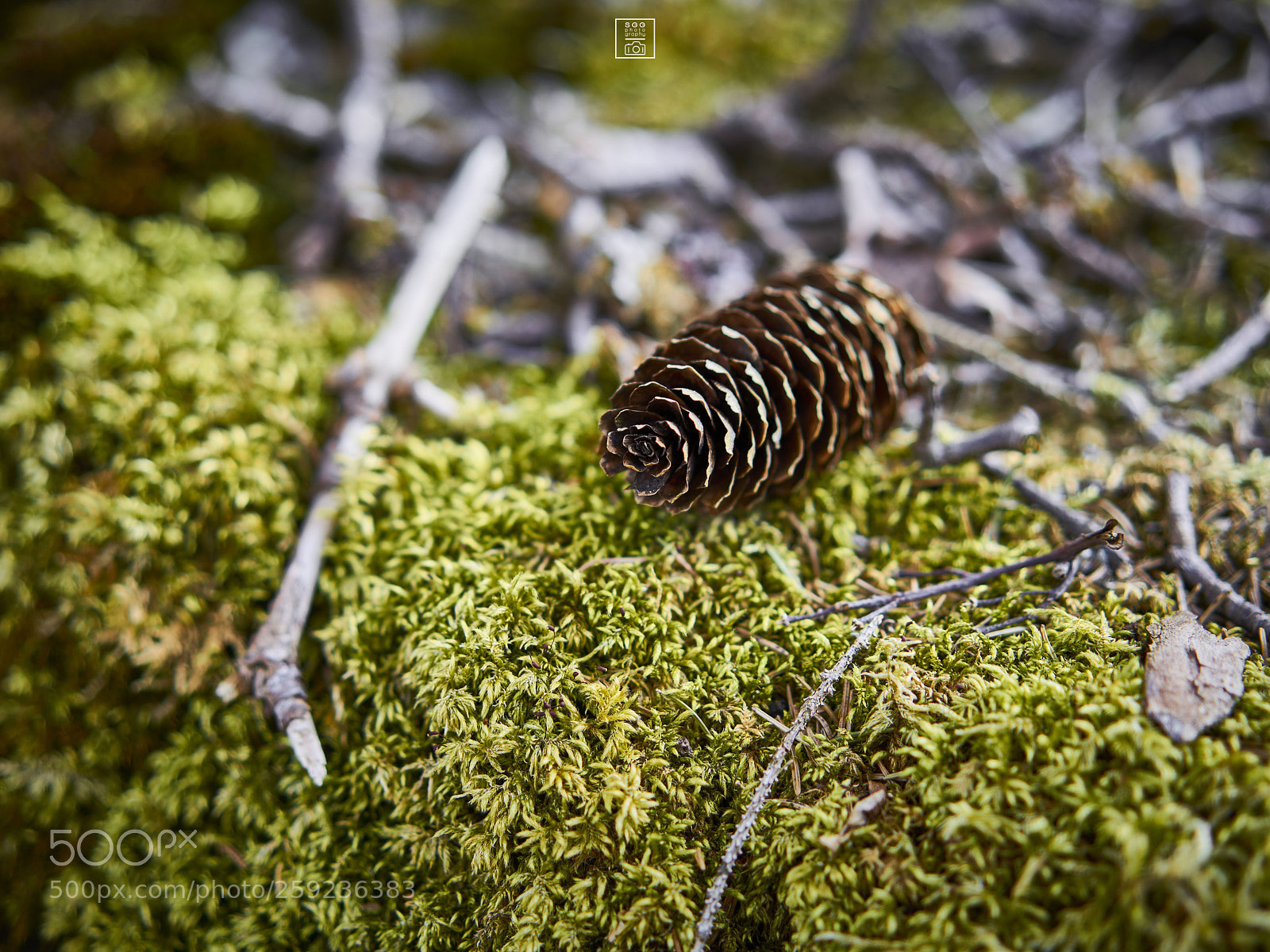 Sony a7R II sample photo. Waldbett photography
