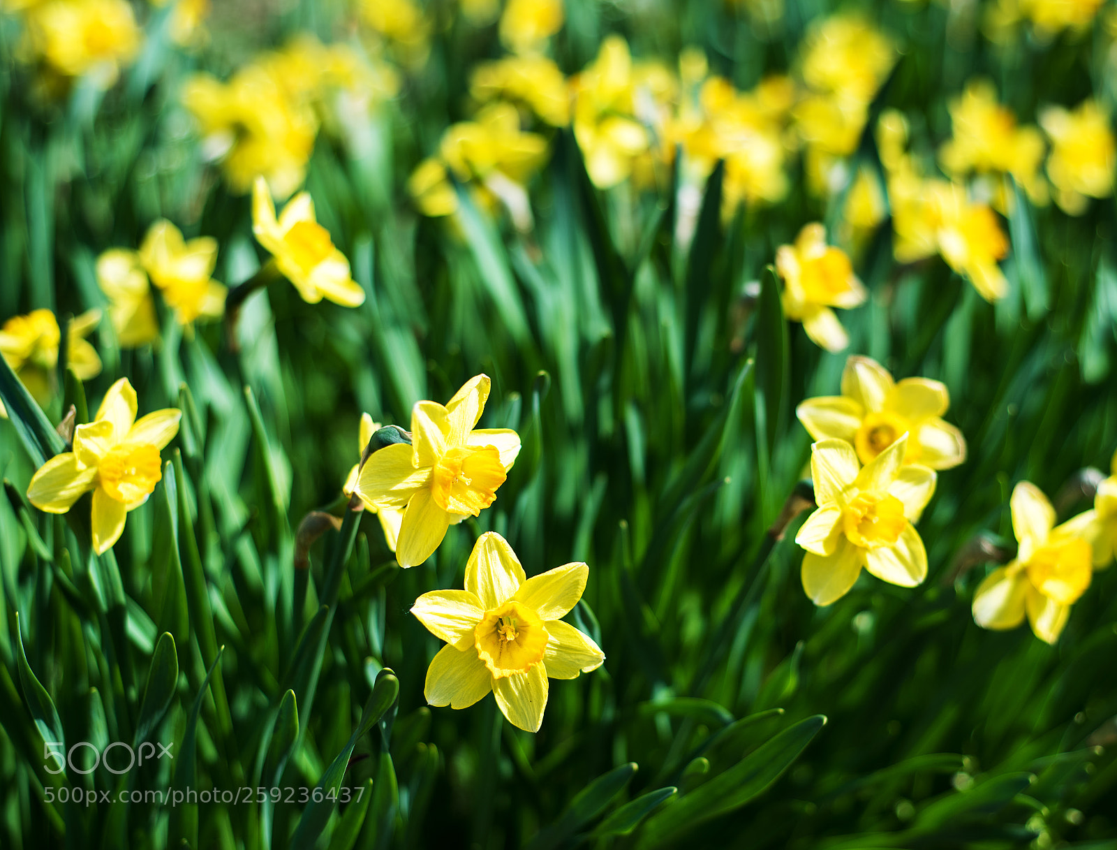 Nikon D750 sample photo. Beautiful yellow daffodils narcissus photography