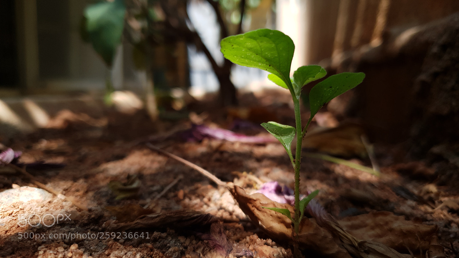 Samsung Galaxy S9+ sample photo. Sapling photography