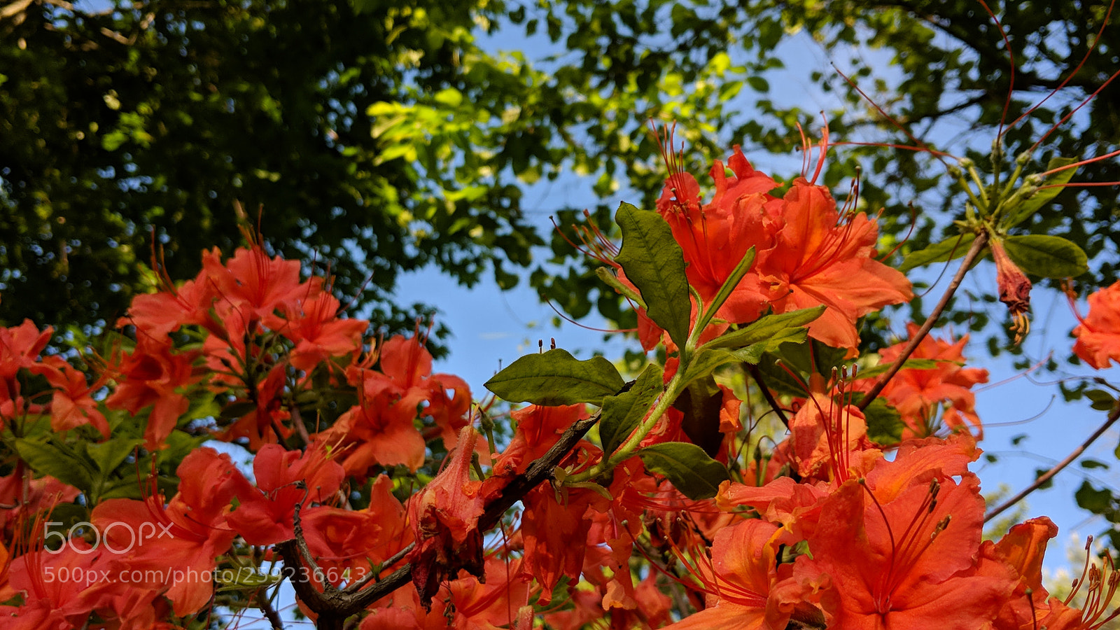 Google Pixel 2 XL sample photo. May flowers pt.1 photography