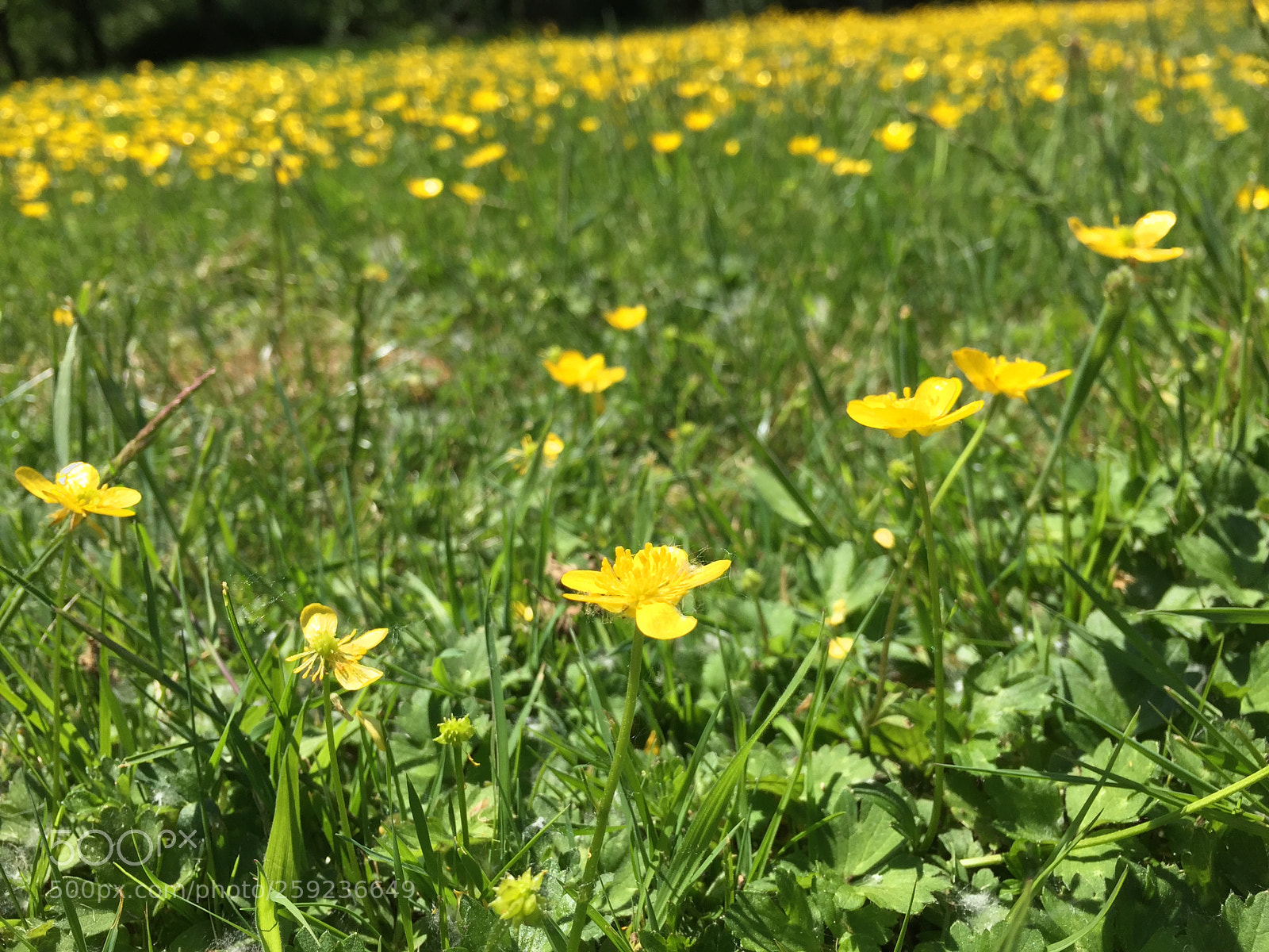 Apple iPhone 6 sample photo. Withering photography