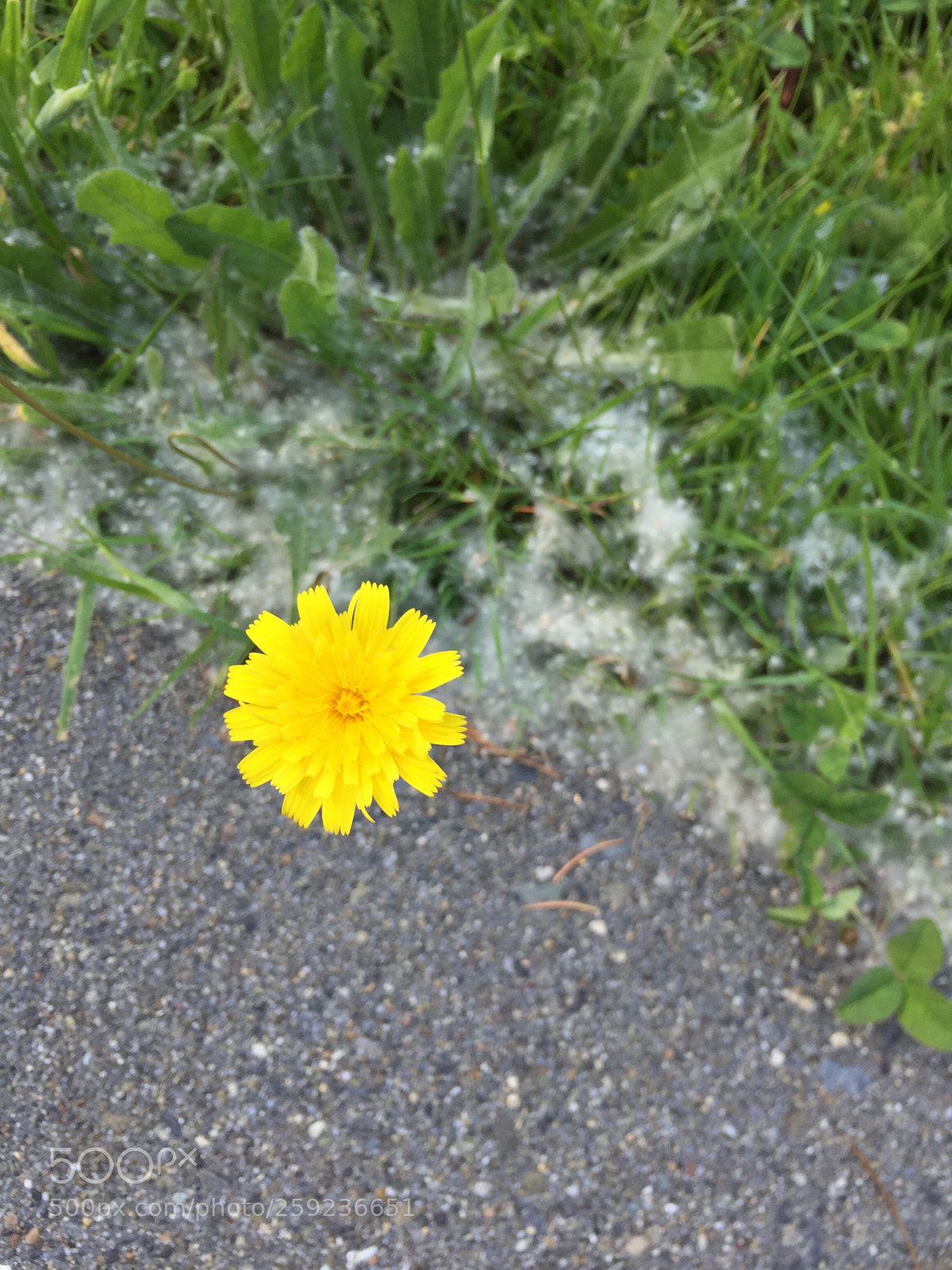 Apple iPhone 6 sample photo. Lonely yellow photography