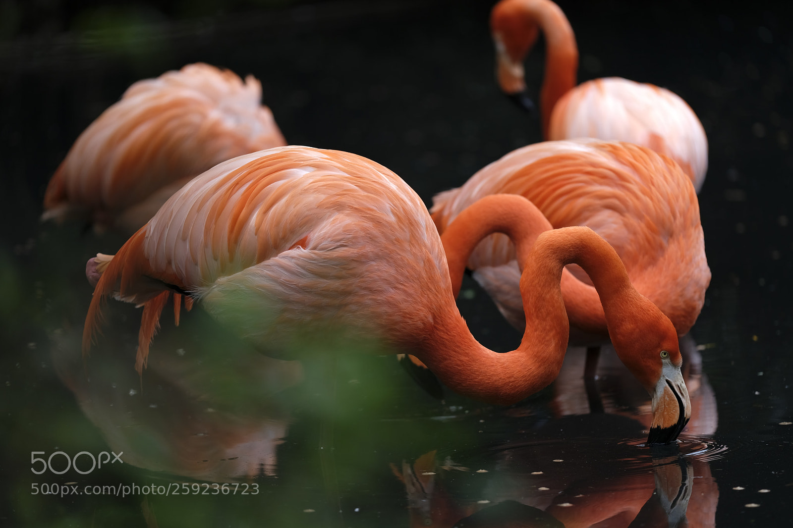 Fujifilm X-T2 sample photo. Flamingos photography