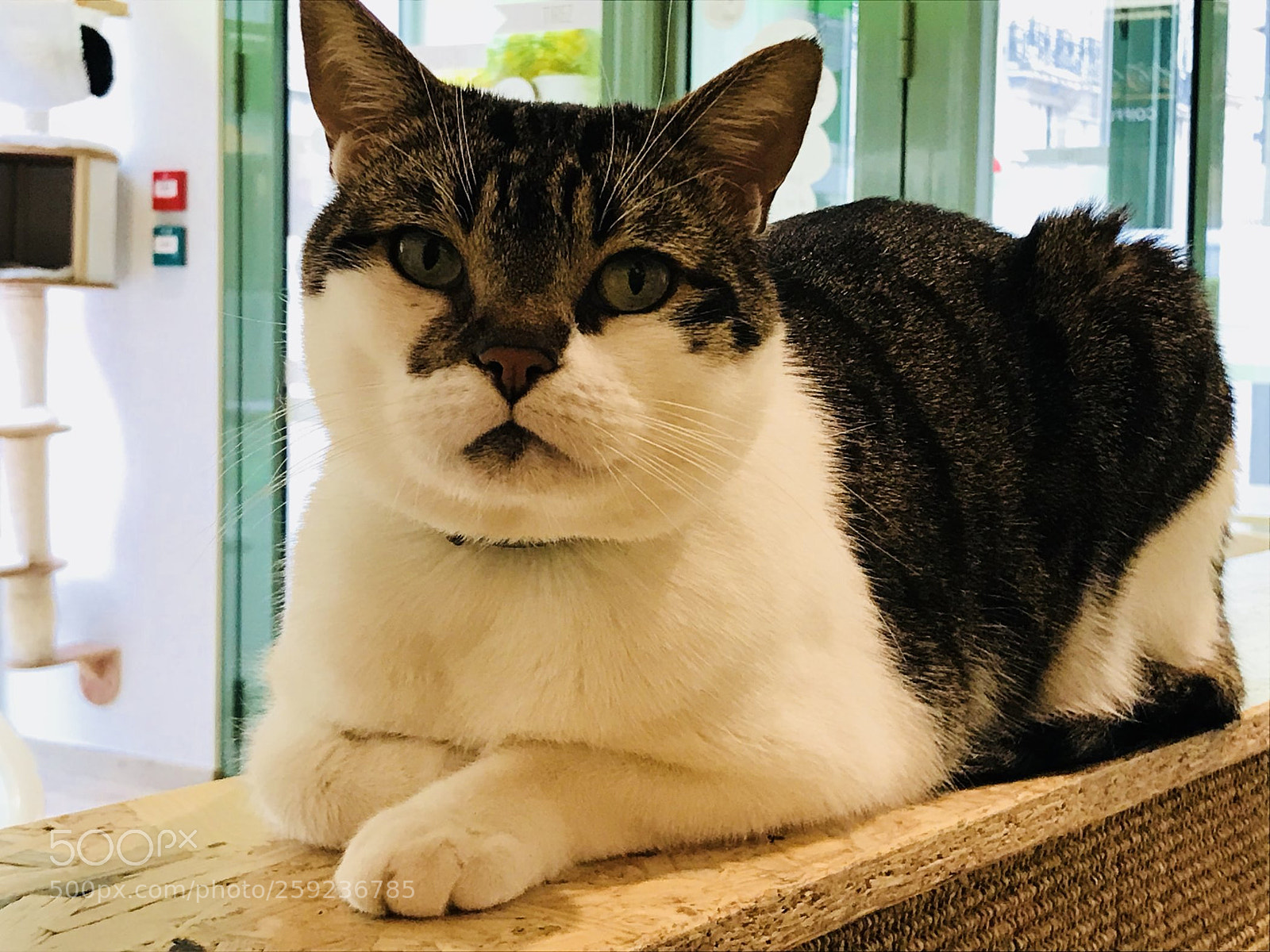 Apple iPhone 7 sample photo. The cat cafes of photography