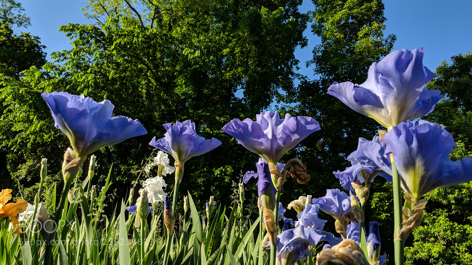 Google Pixel 2 XL sample photo. May flowers pt.2 photography