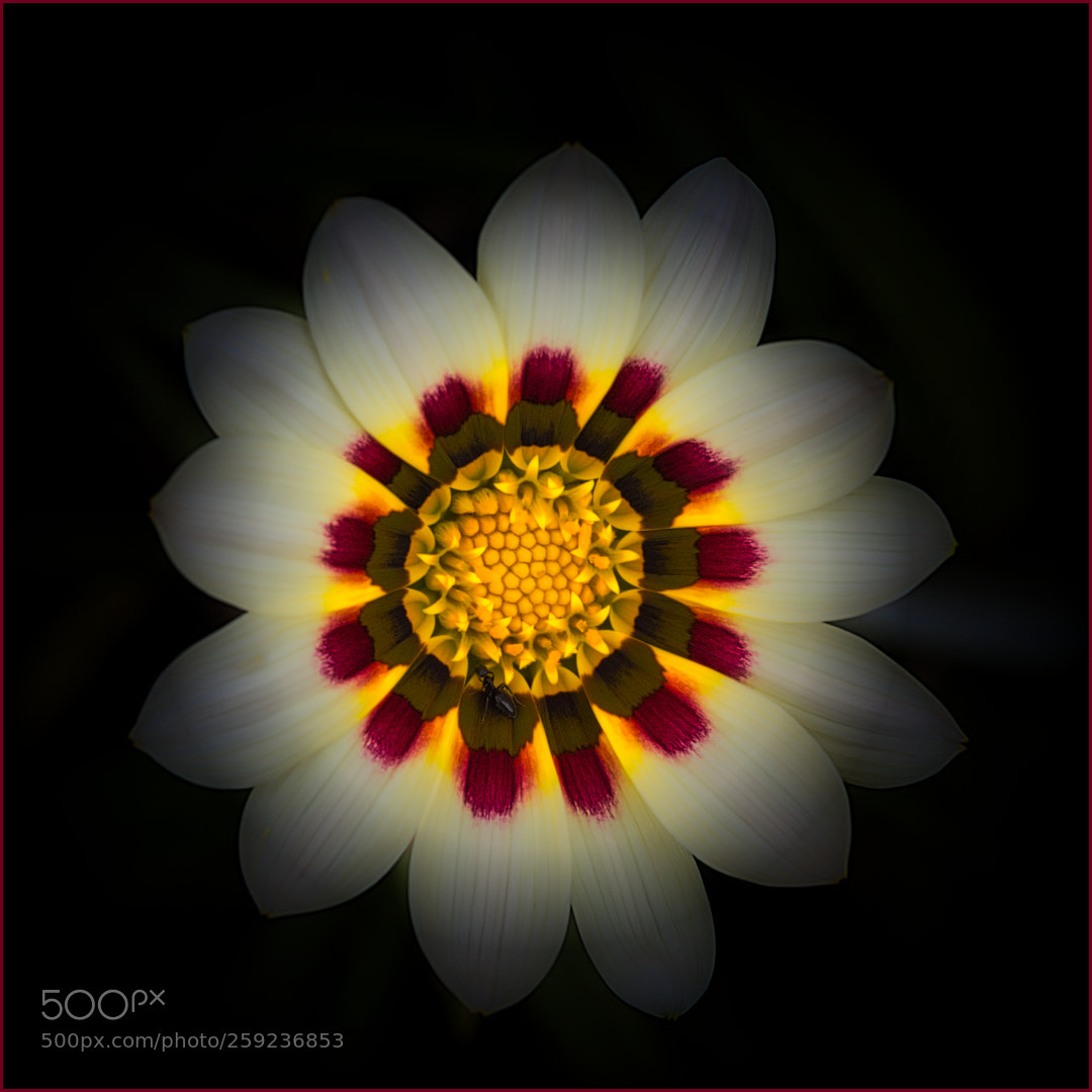 Olympus OM-D E-M10 sample photo. Gazania ii photography