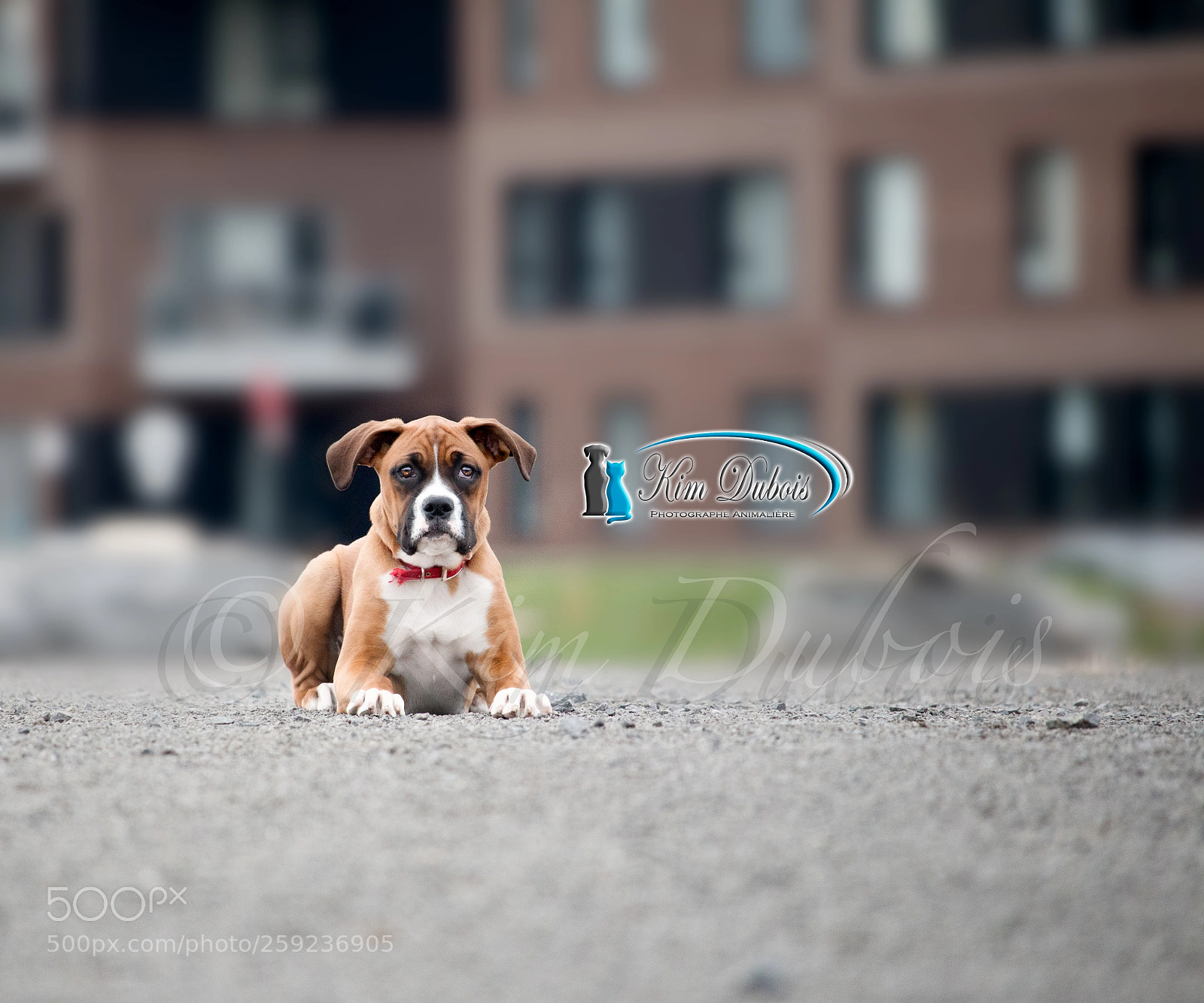 Canon EOS 70D sample photo. Chewie 4 mois photography