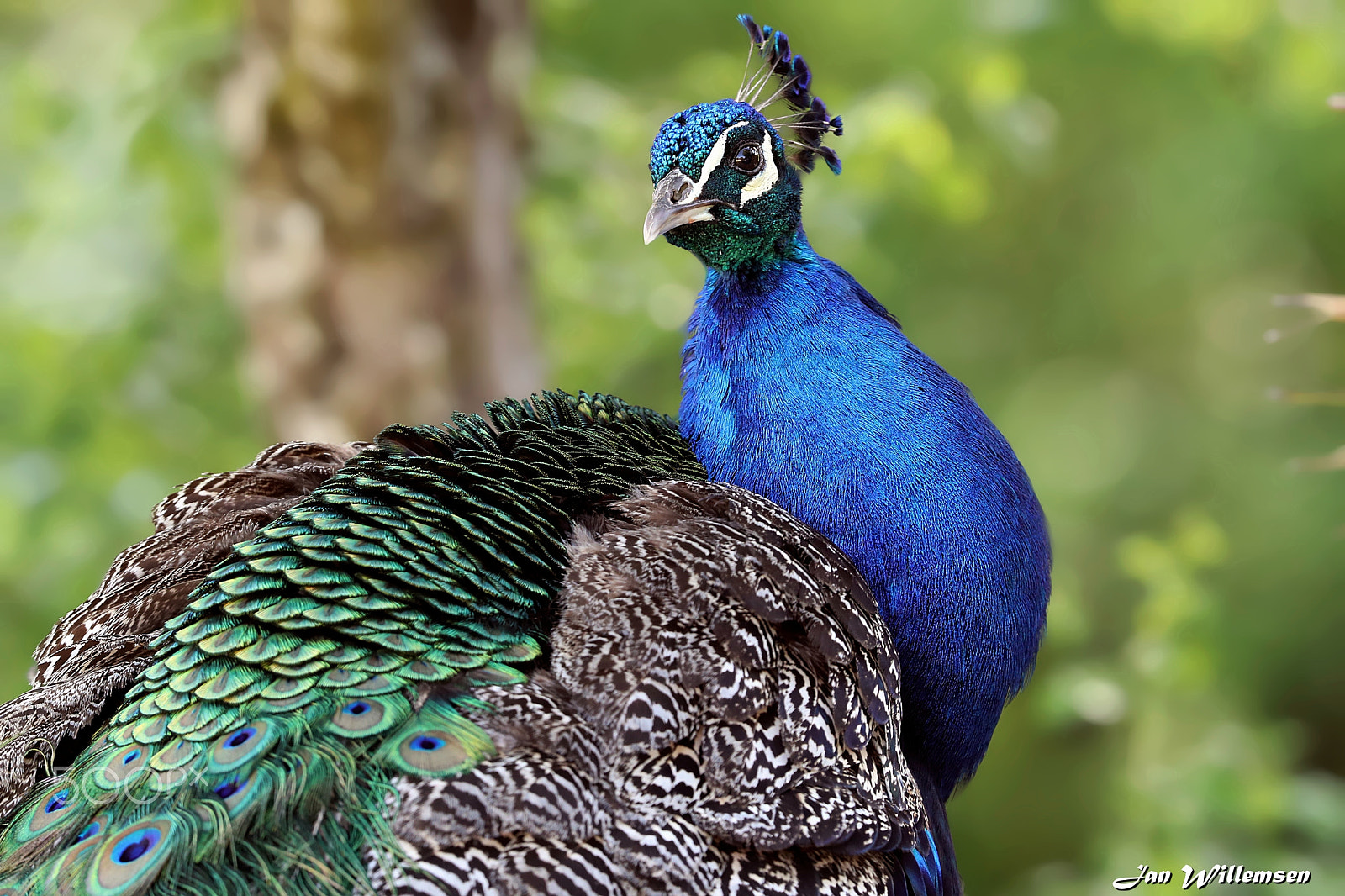 Canon EF 300mm F2.8L IS II USM sample photo. Peafowl photography