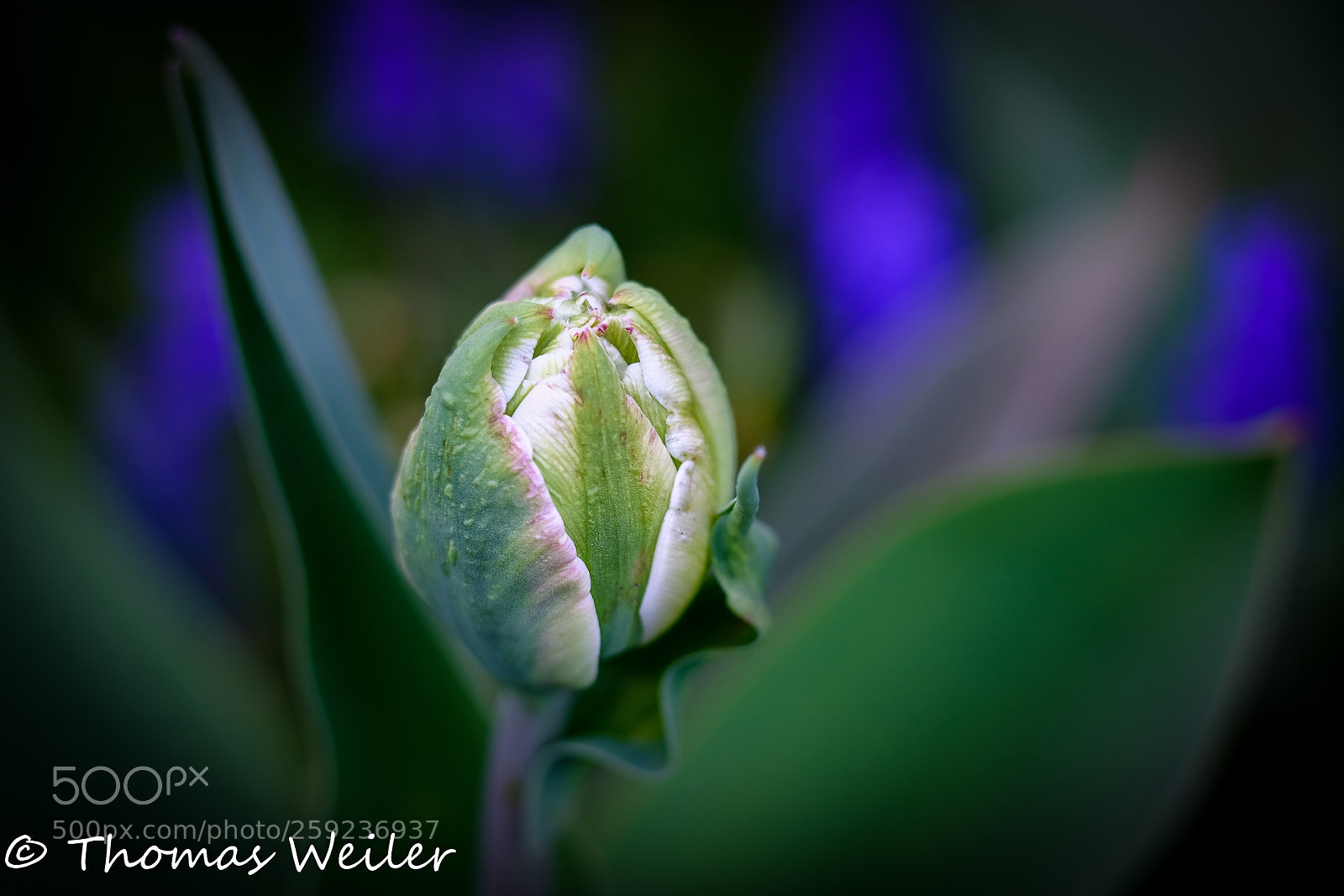 Fujifilm X-H1 sample photo. Power of flower photography