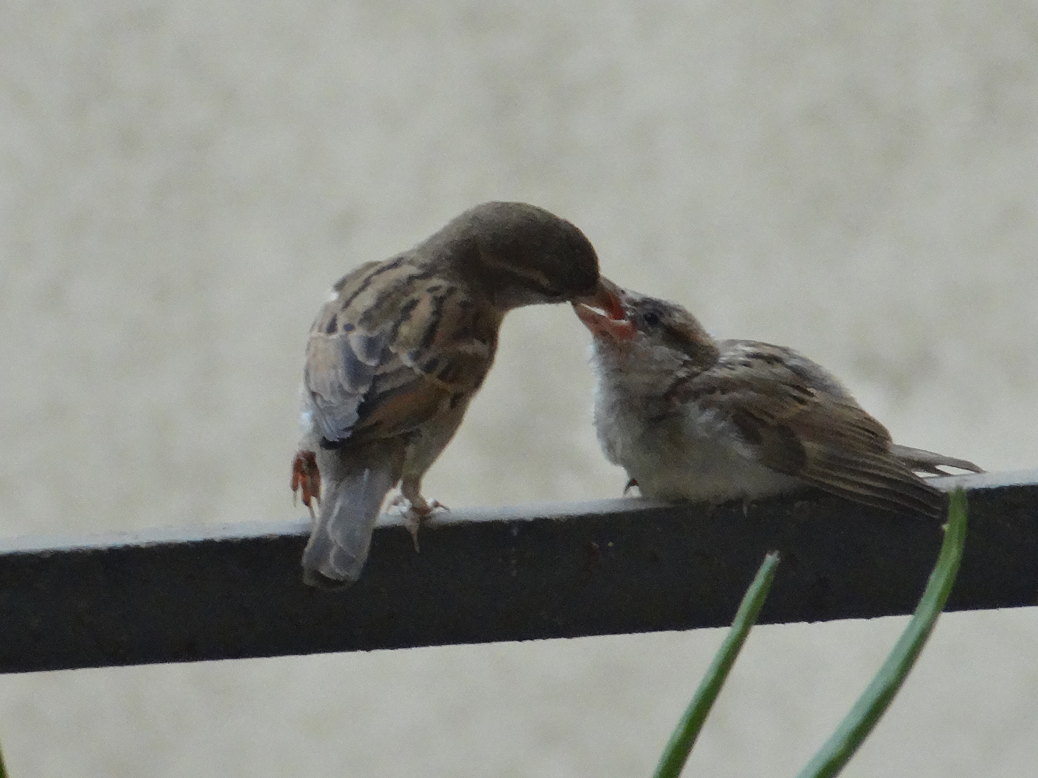 Sony Cyber-shot DSC-HX10V sample photo. Breakfast time photography