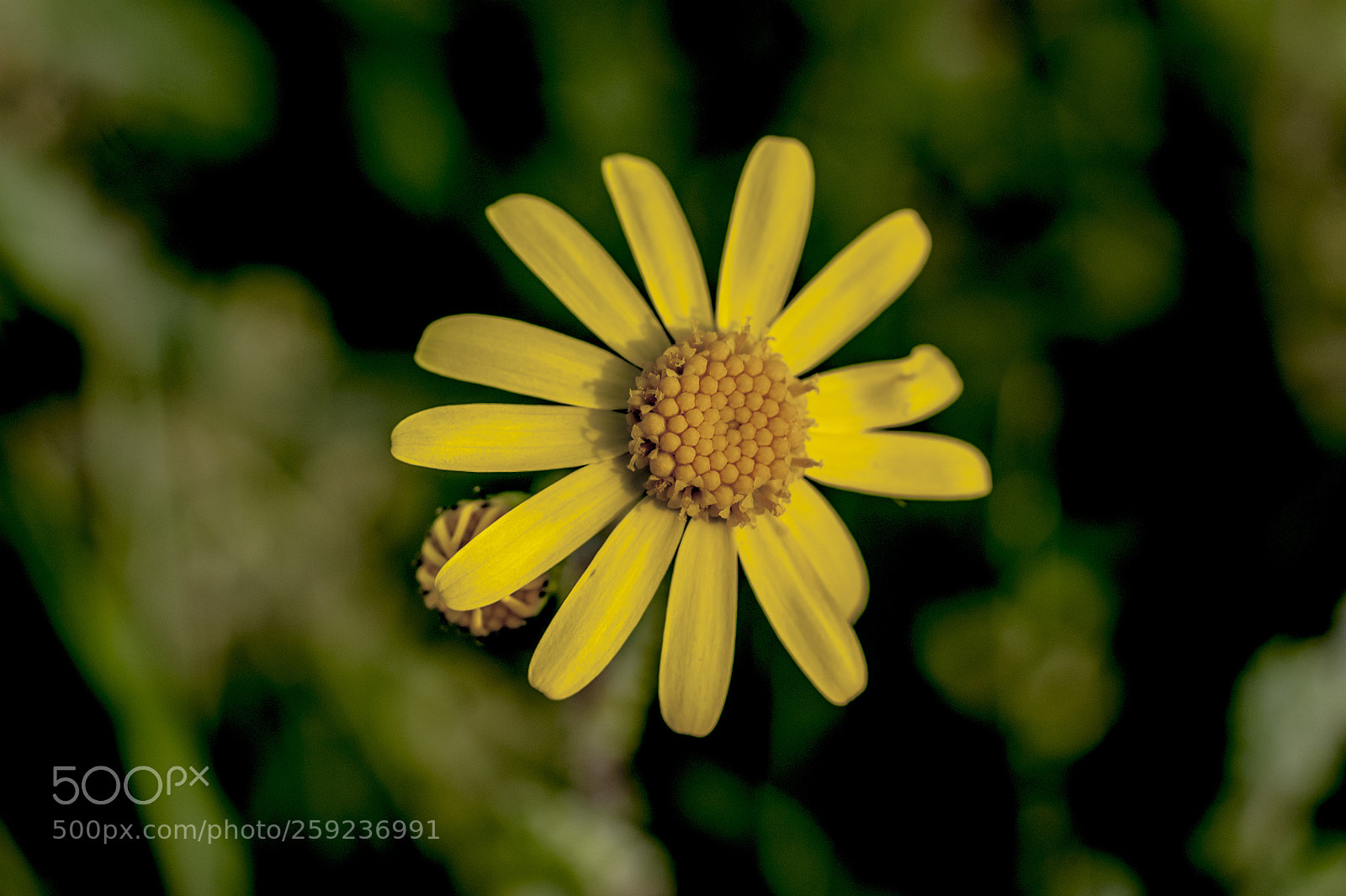 Sony Alpha DSLR-A350 sample photo. Untitled photography