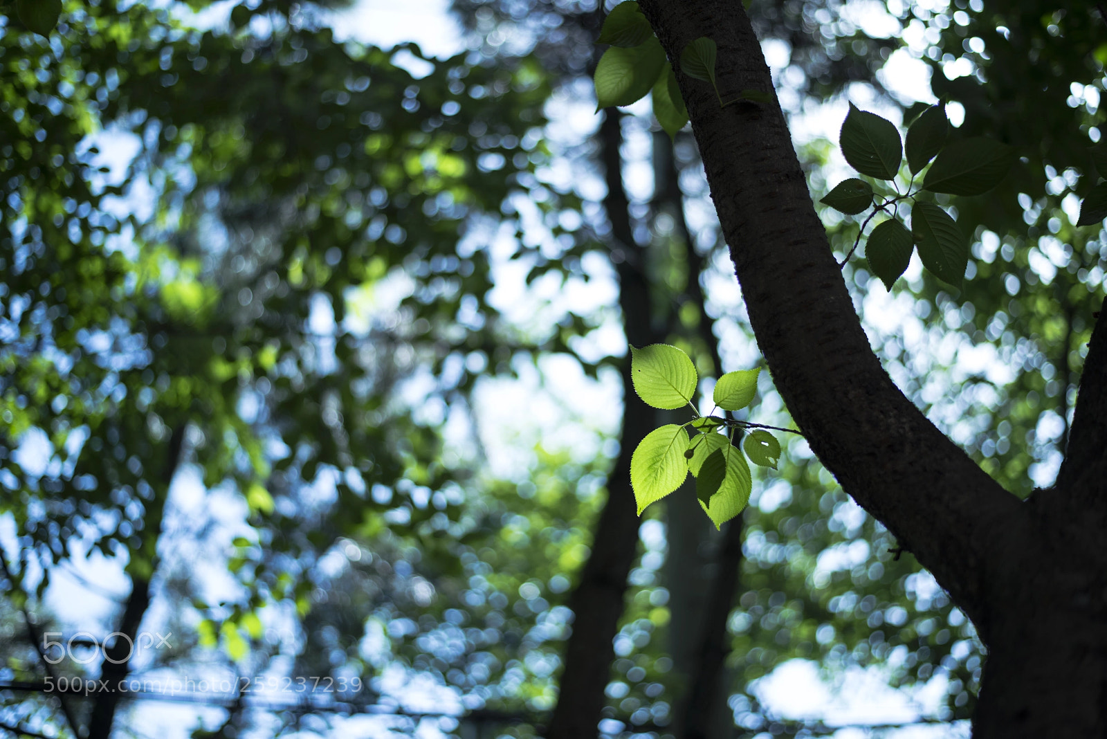 Nikon D810 sample photo. In a world  no.10 photography