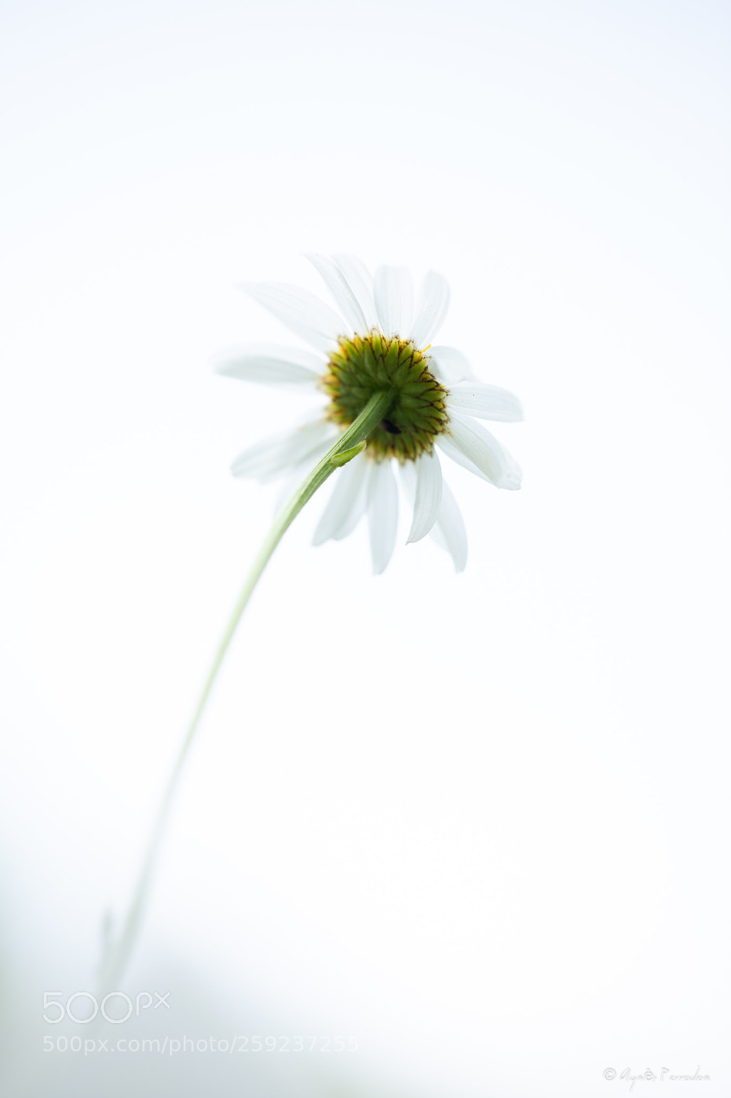 Canon EOS 6D Mark II sample photo. Lévitation photography