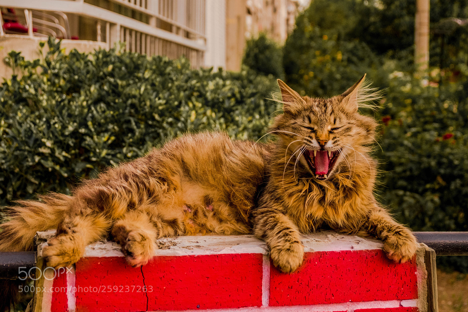 Fujifilm X-E2 sample photo. My lion photography