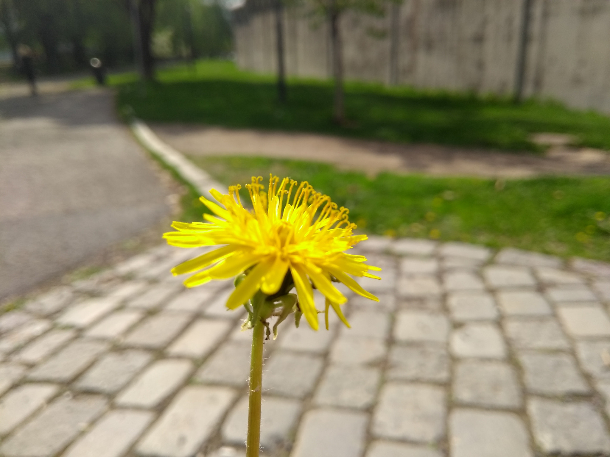 Motorola Moto G (5th Gen) sample photo. Lone survivor photography
