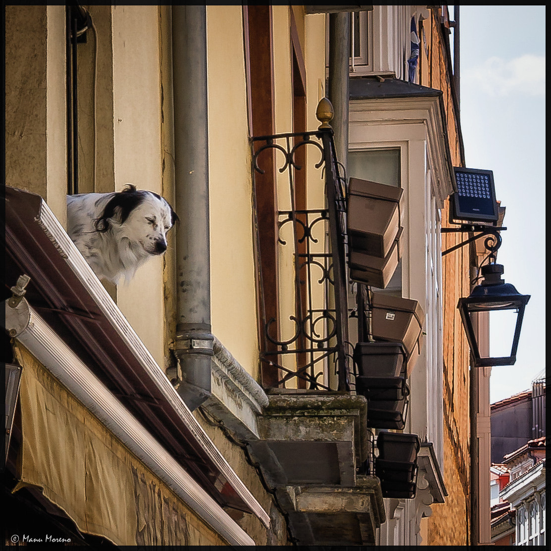 Sony Alpha NEX-F3 sample photo. Gasteiz, 2018 photography