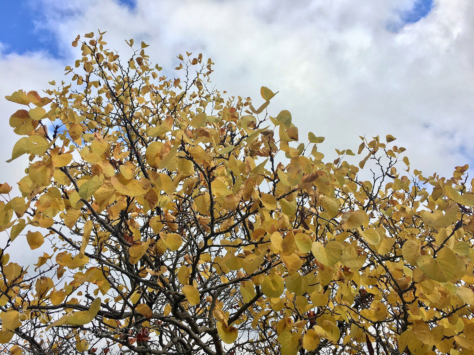 Apple iPhone 6s Plus sample photo. Butterflies photography