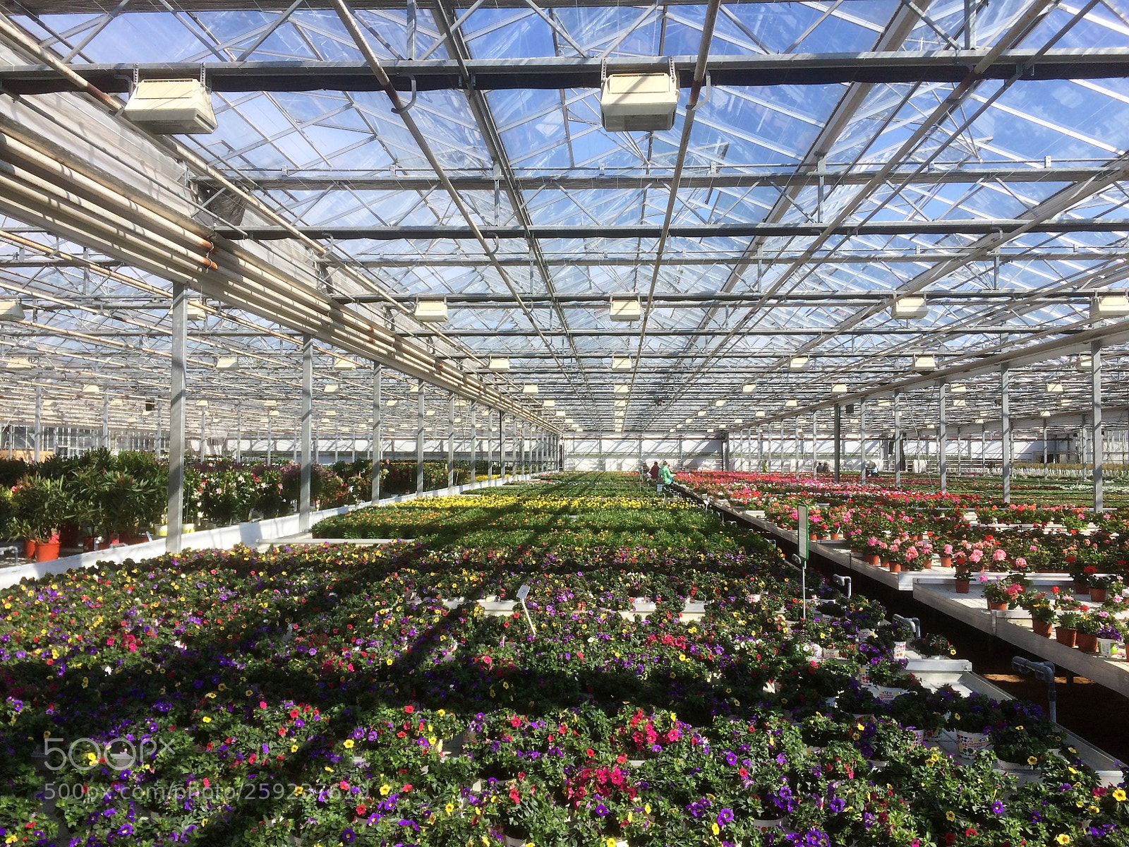 Apple iPhone 5s sample photo. A garden nursery photography