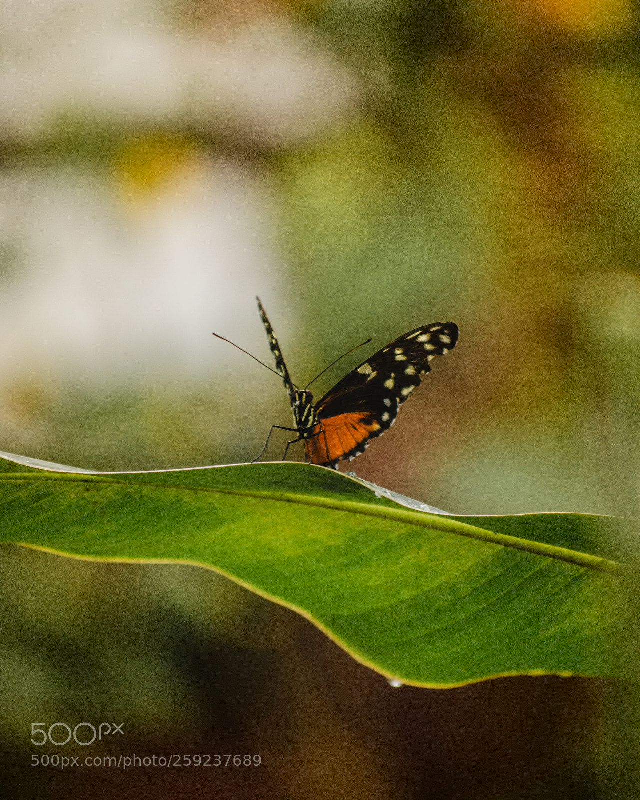 Nikon D3200 sample photo. Je suis un papillon photography