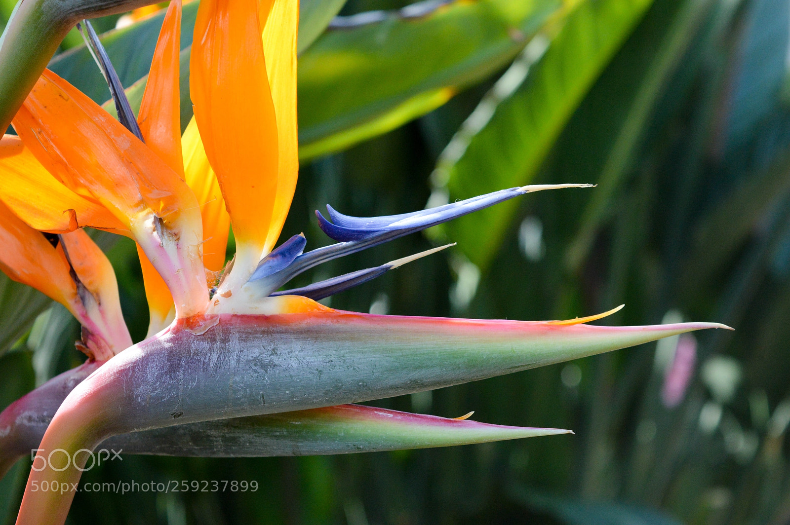 Nikon D3200 sample photo. Wayfarer botonical garden photography