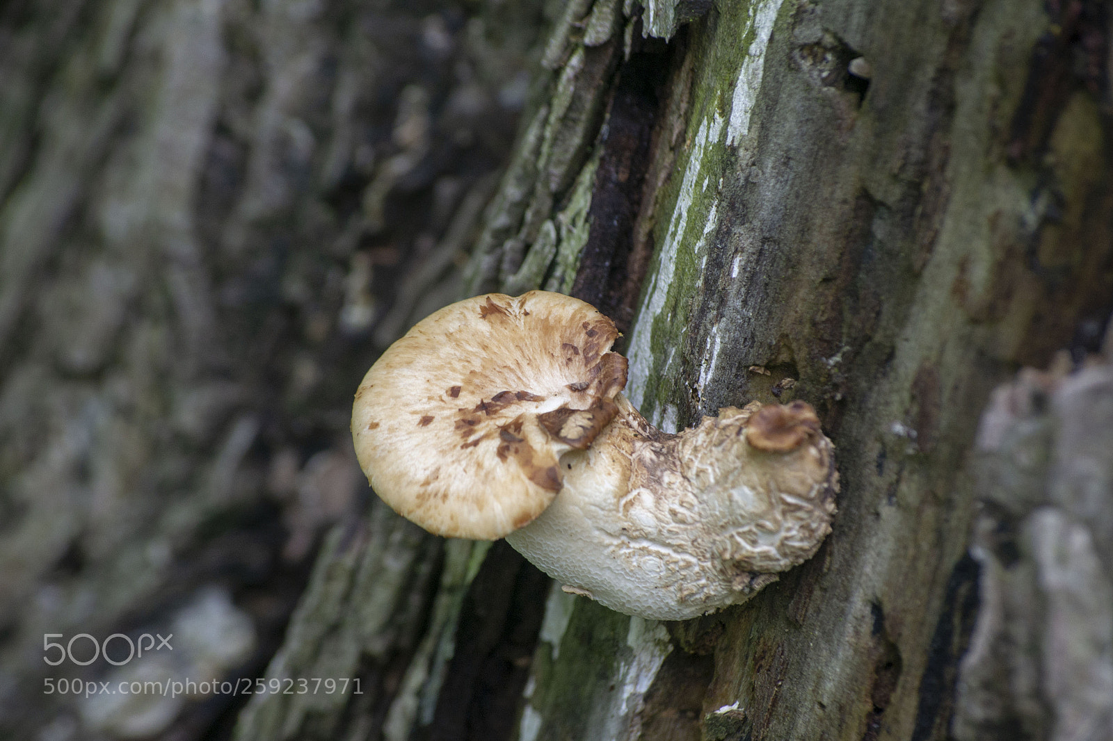 Nikon D3100 sample photo. Dryad's saddle photography