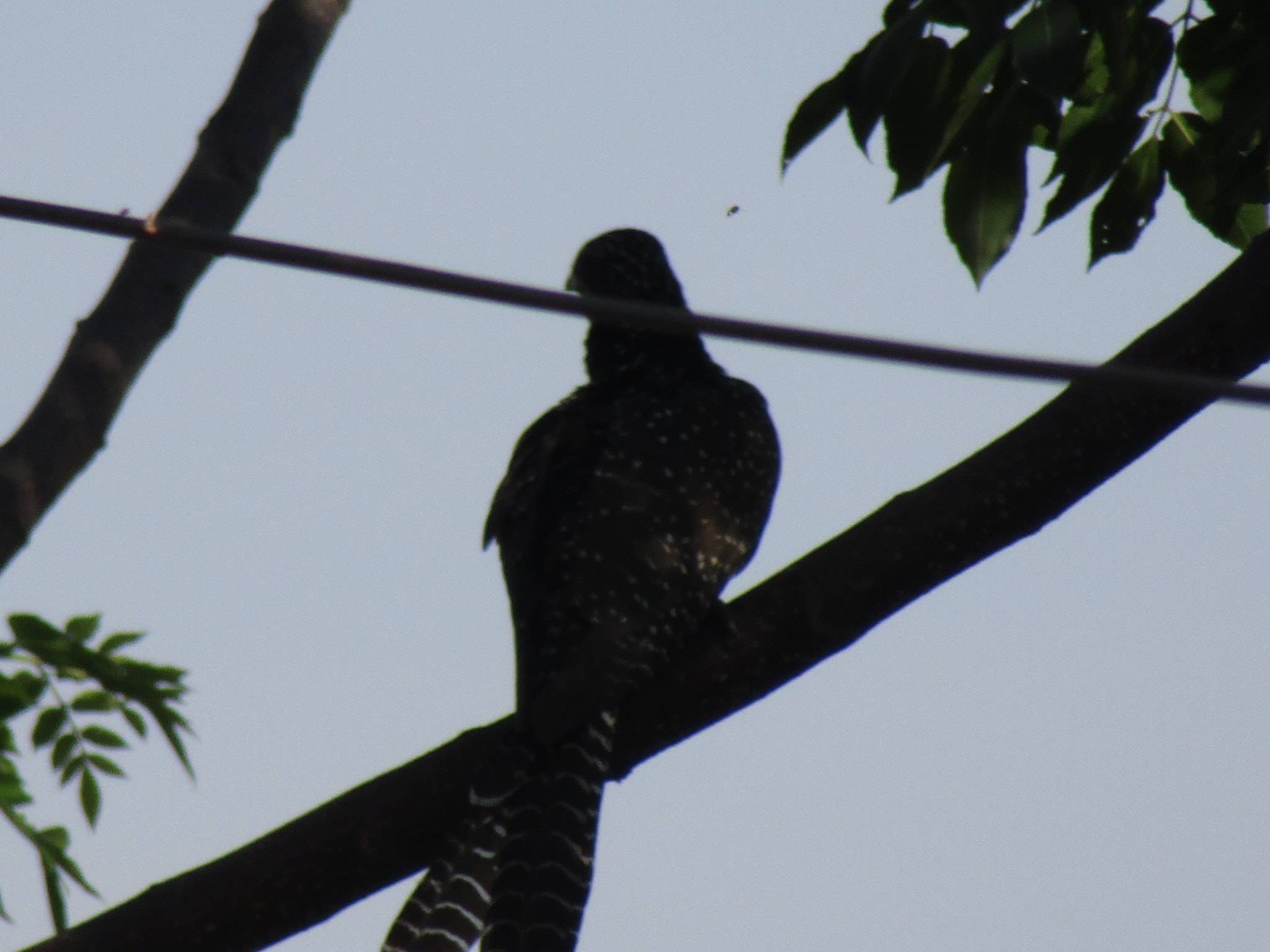 Canon POWERSHOT SX430 IS sample photo. Bird photography