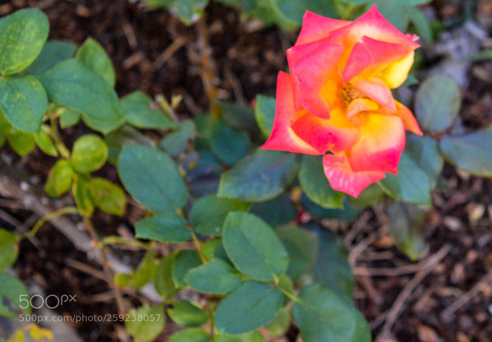 Nikon D3200 sample photo. Wayfarer flower photography