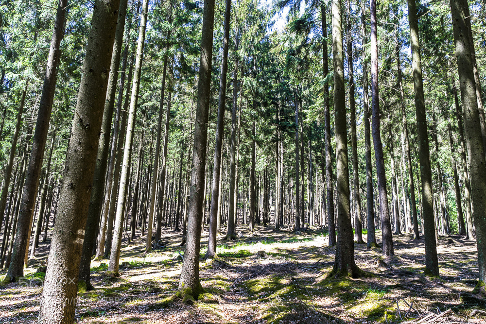 Nikon D500 sample photo. Forest photography