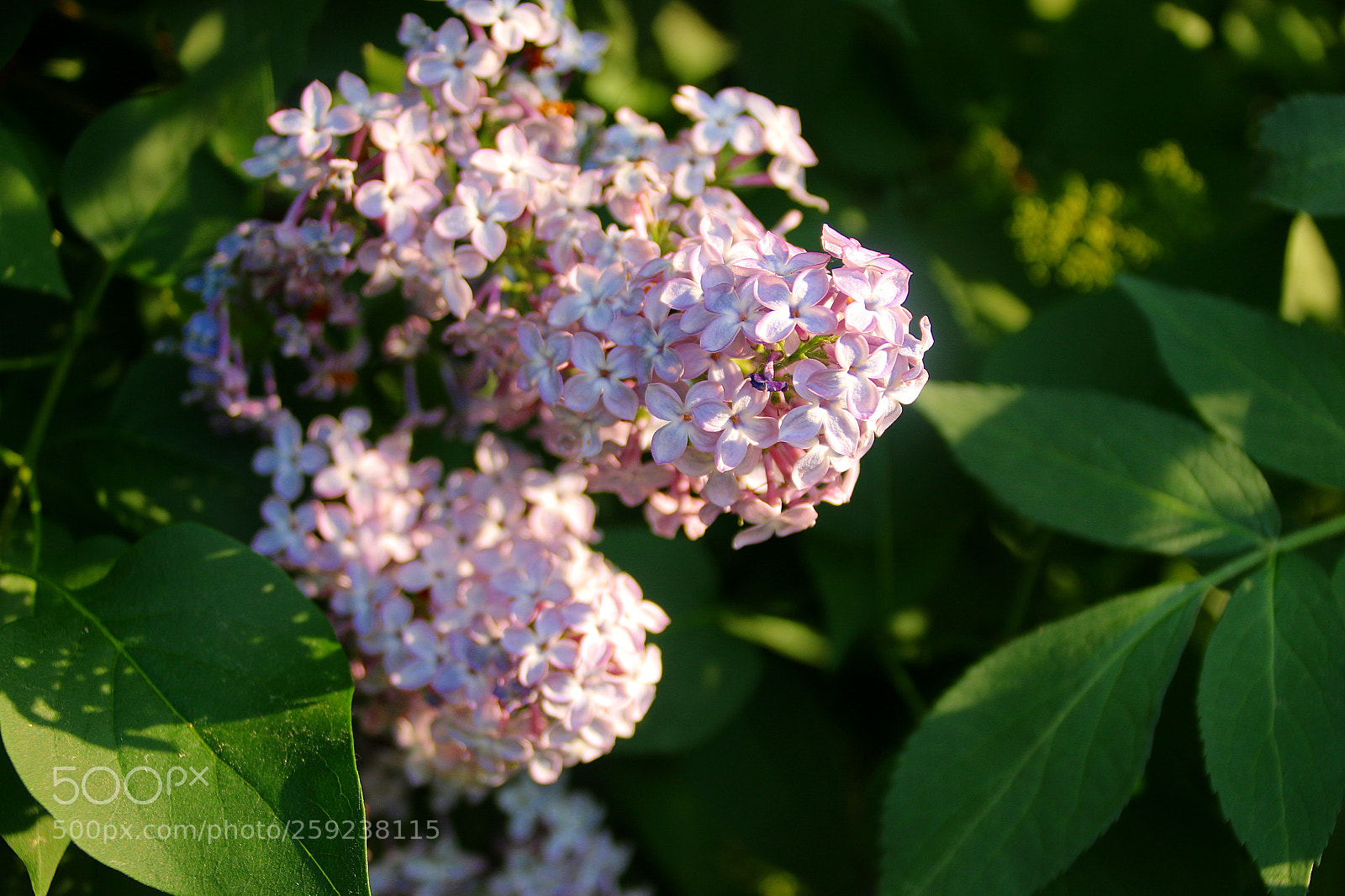 Canon EF 75-300mm F4.0-5.6 IS USM sample photo. Syringa vulgaris photography