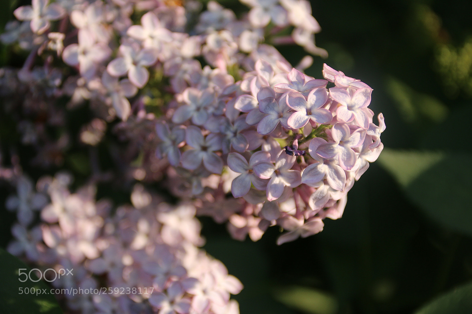 Canon EF 75-300mm F4.0-5.6 IS USM sample photo. Syringa vulgaris photography