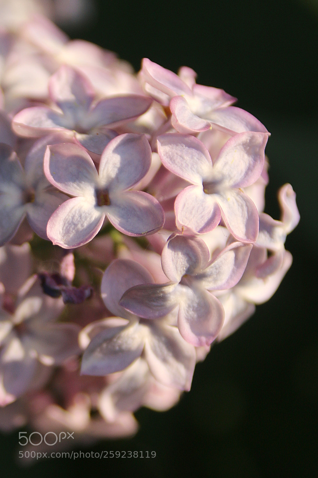 Canon EF 75-300mm F4.0-5.6 IS USM sample photo. Syringa vulgaris photography