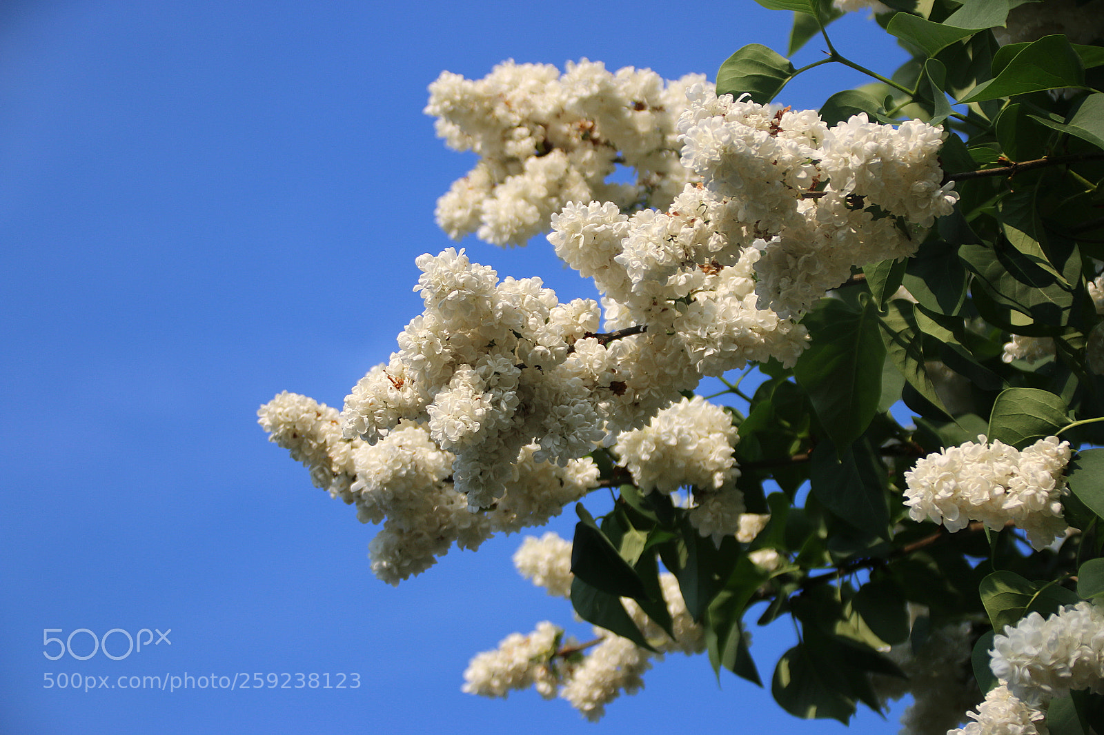 Canon EF 75-300mm F4.0-5.6 IS USM sample photo. Syringa vulgaris photography