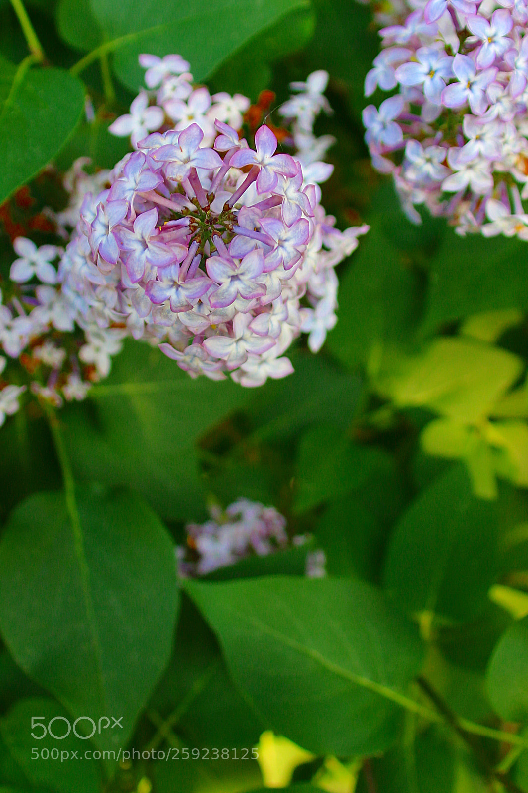 Canon EF 75-300mm F4.0-5.6 IS USM sample photo. Syringa vulgaris photography