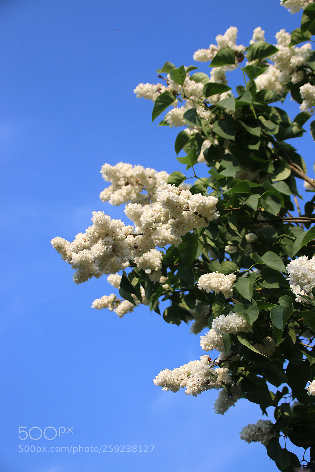Canon EF 75-300mm F4.0-5.6 IS USM sample photo. Syringa vulgaris photography