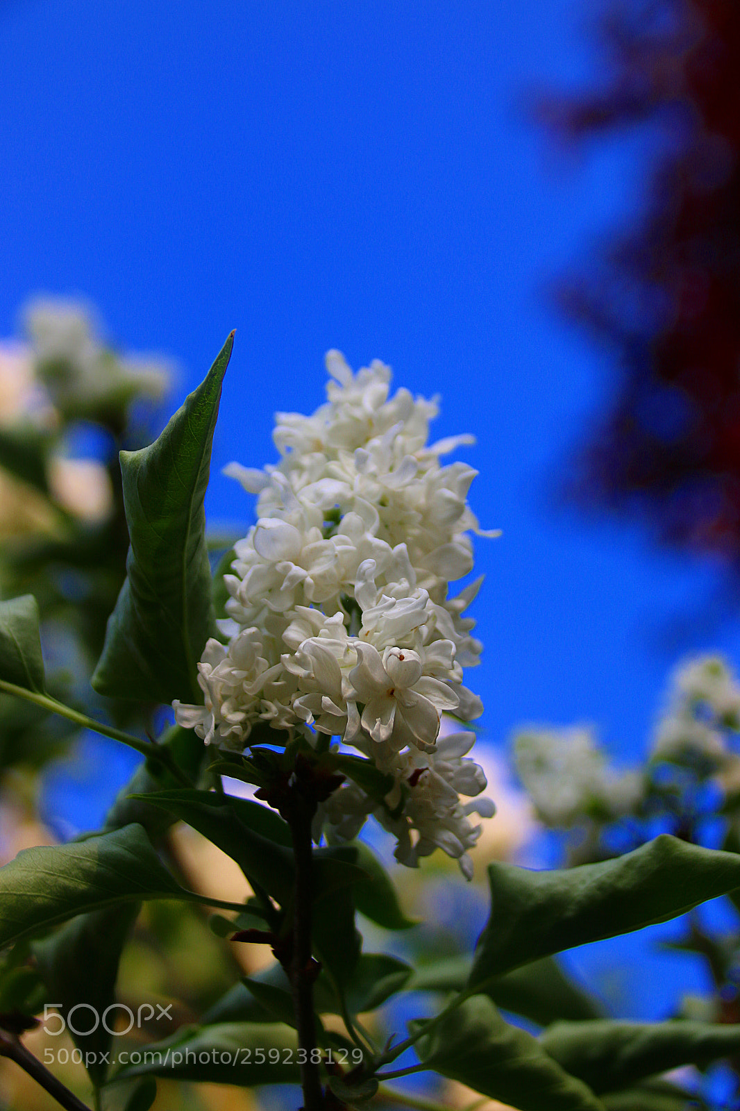Canon EF 75-300mm F4.0-5.6 IS USM sample photo. Syringa vulgaris photography